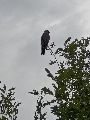Mississippi Kite