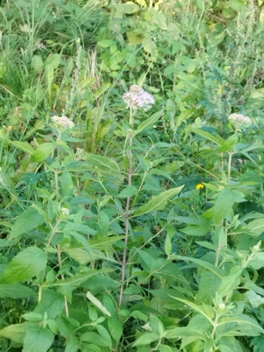 hemp agrimony