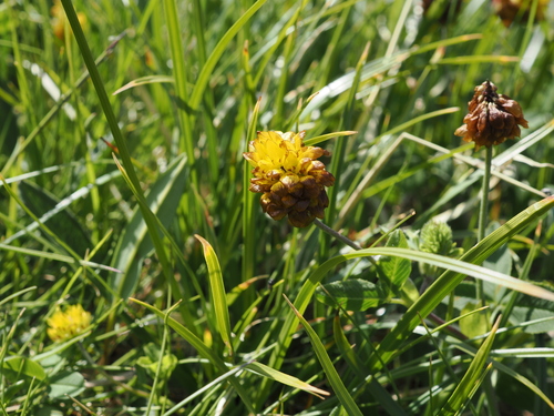 Trifolium badium, photograph 2
