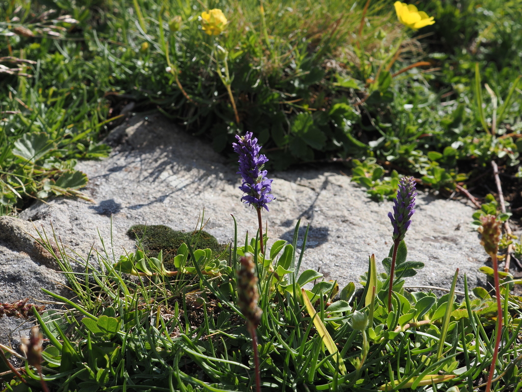 Veronica allionii; photograph (c) Augustin Soulard, some rights reserved (CC BY)