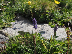 Veronica allionii
