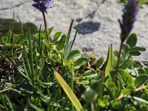 Veronica allionii, photograph 1