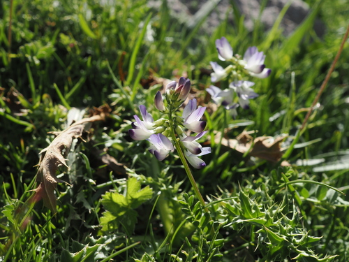 Astragalus alpinus, photograph 4
