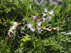 Astragalus alpinus, photograph (c) Augustin Soulard, some rights reserved (CC BY)