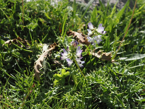 Astragalus alpinus, photograph 5
