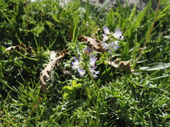Astragalus alpinus, photograph (c) Augustin Soulard, some rights reserved (CC BY)