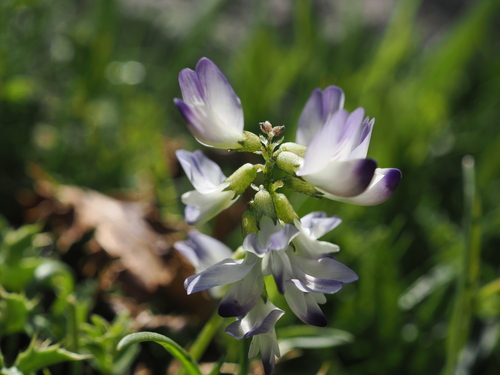 Astragalus alpinus, photograph 6