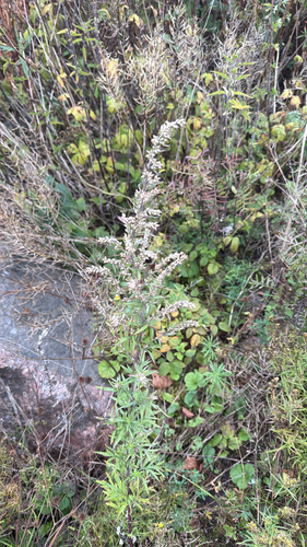 common mugwort
