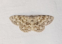 Scopula fibulata