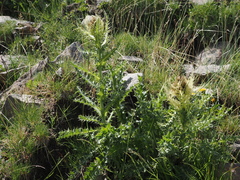 Cirsium spinosissimum, photograph (c) Augustin Soulard, some rights reserved (CC BY)