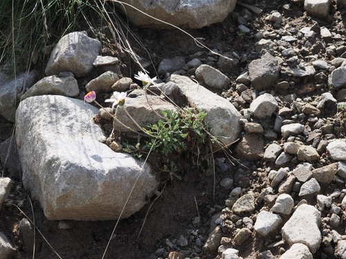 Leucanthemopsis alpina, photograph 4