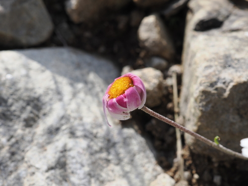 Leucanthemopsis alpina, photograph 6