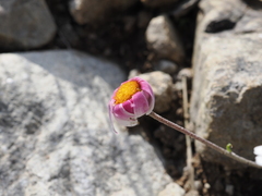 Leucanthemopsis alpina, photograph (c) Augustin Soulard, some rights reserved (CC BY)