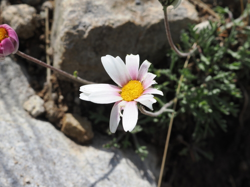 Leucanthemopsis alpina, photograph 5
