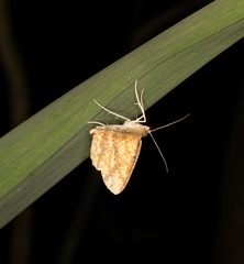 Synegia eumeleata
