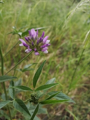 Bituminaria bituminosa