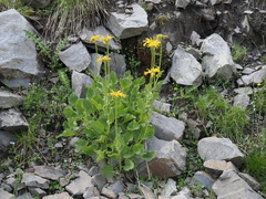 Doronicum grandiflorum