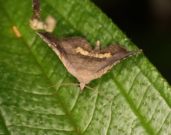 Throana pectinifer