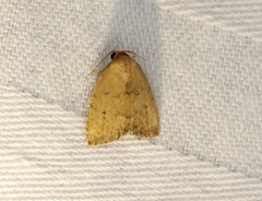Anachrostis