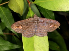 Anisoneura salebrosa