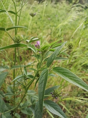 Bituminaria bituminosa