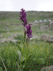 (c) Augustin Soulard, some rights reserved (CC BY) Dactylorhiza majalis, photograph (c) Augustin Soulard, some rights reserved (CC BY)