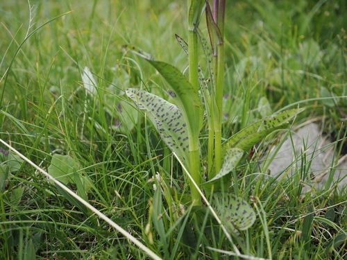 Dactylorhiza majalis, photograph 3