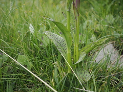 (c) Augustin Soulard, some rights reserved (CC BY) Dactylorhiza majalis, photograph (c) Augustin Soulard, some rights reserved (CC BY)