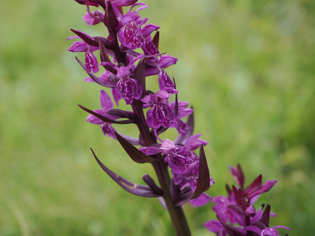 Dactylorhiza majalis; photograph (c) Augustin Soulard, some rights reserved (CC BY)