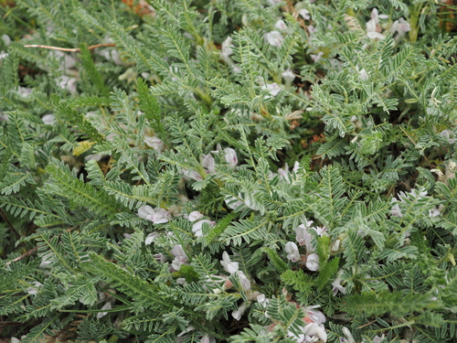 Astragalus sempervirens, photograph 5