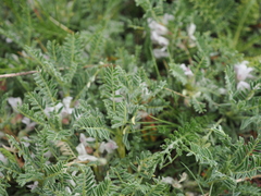 Astragalus sempervirens, photograph (c) Augustin Soulard, some rights reserved (CC BY)
