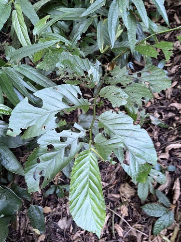 Begonia arborescens, 2026-08-29
