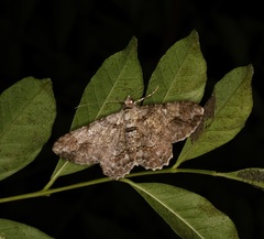 Cleora repulsaria