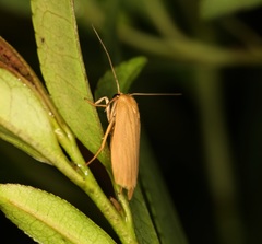 Danielithosia immaculata