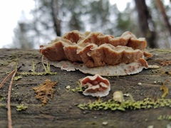 Skeletocutis amorpha