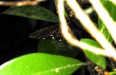 Ercheia cyllaria