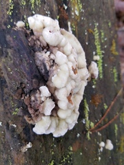 Skeletocutis amorpha