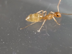 Colobopsis macrocephala