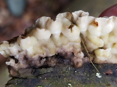 Skeletocutis amorpha