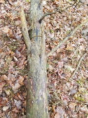 Skeletocutis amorpha