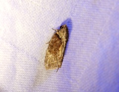 Etanna breviuscula
