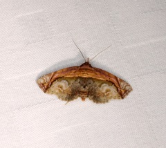 Eugnathia pulcherrima