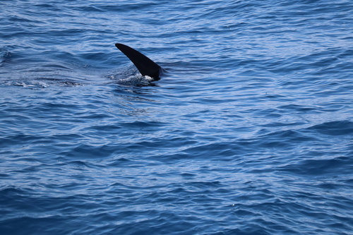 Mobula birostris observed 2026-08-29