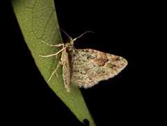 Calluga costalis