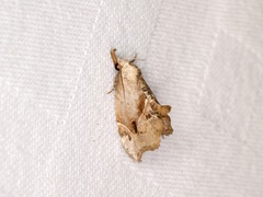 Euwilemania angulata