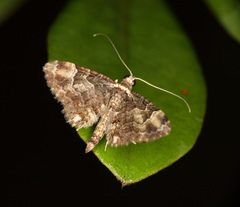 Gymnoscelis deleta