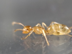 Colobopsis macrocephala