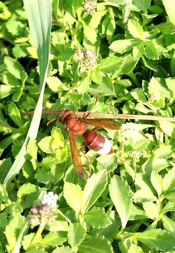 Oriental Hornet