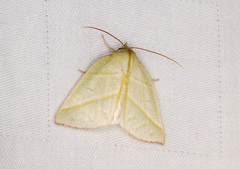 Hylophilodes tsukusensis