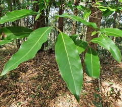 Endiandra floydii